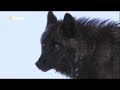 Black wolf