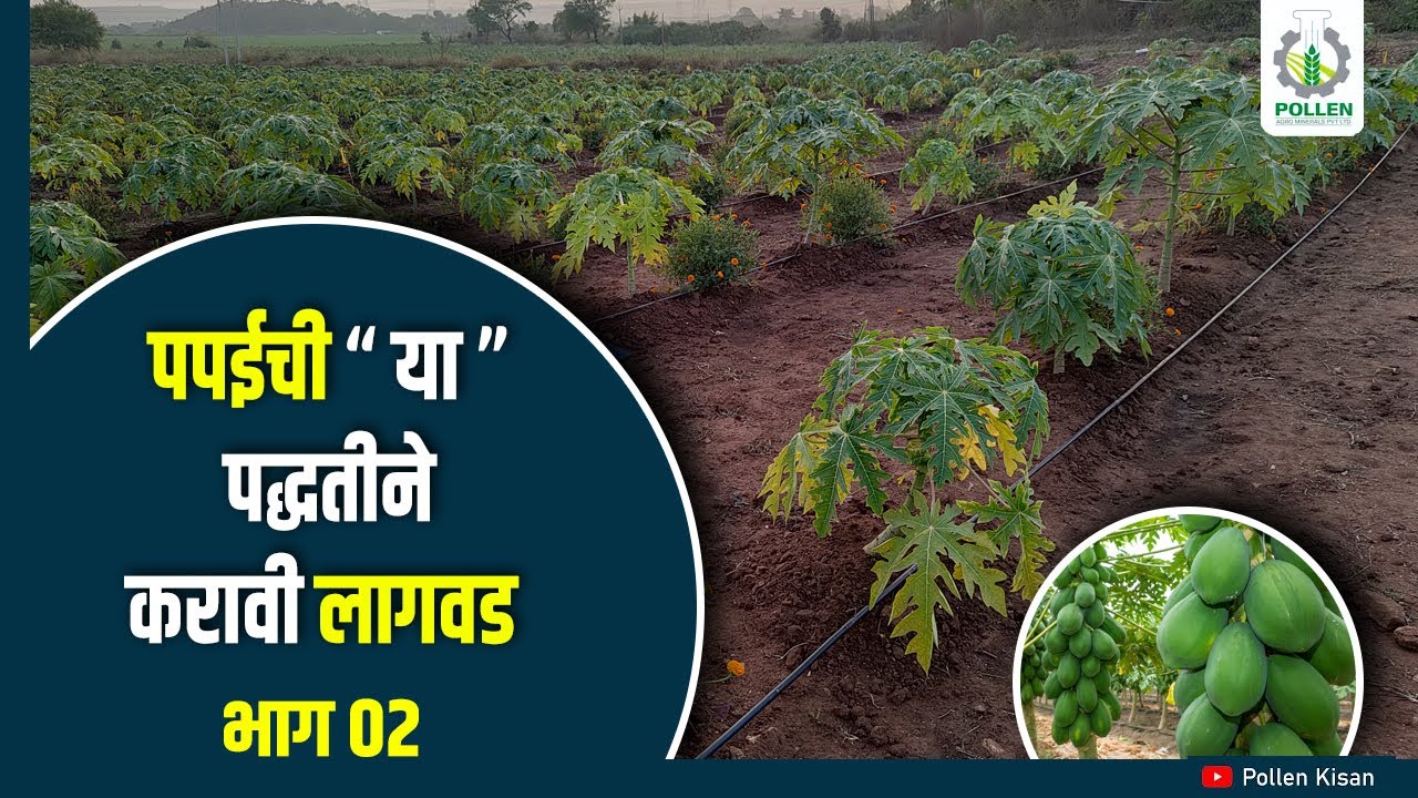 पपई पिकासाठी योग्य अंतर आणि योग्य लागवड पद्धत । यशस्वी पपई व्यवस्थापन । भाग ०२ । Pollen Kisan