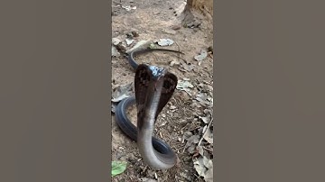 "Watch the Cobra’s Fierce Display!"