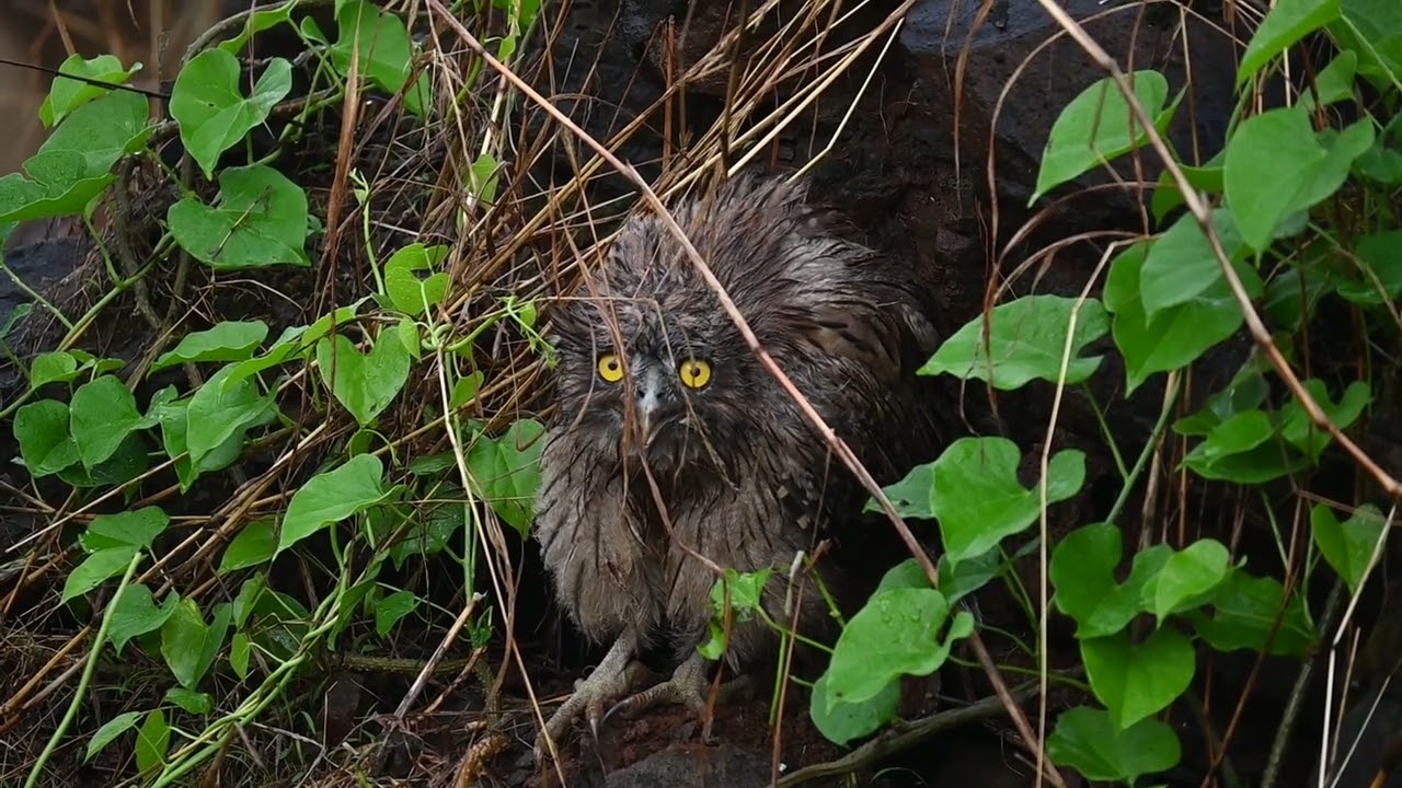 Brown fish owl chick displaying agitated behavior
