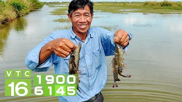 Nuôi tôm quảng canh cải tiến: Vốn ít, lời nhiều | VTC16