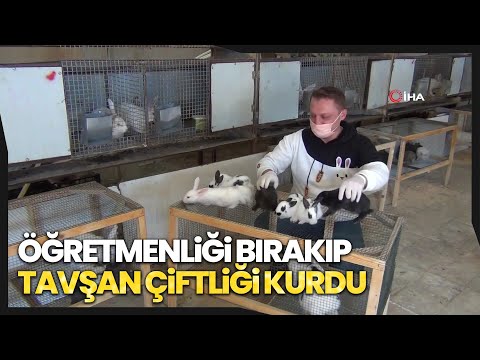 Video: Tavşan Yetiştirmeye Nasıl Başlanır