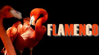 FLAMENCO - Aves asombrosas como el Fénix by ABC del mundo Animal 99 views 1 year ago 5 minutes, 46 seconds