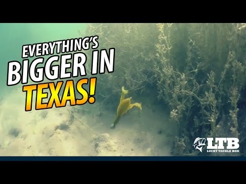 Texas Rig Fishing With Noah