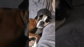 Boxer dog magic trick