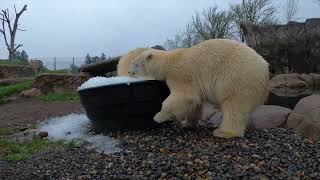 Polar Bear Sisters Play In Huge Tub Of Ice