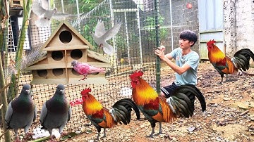 How to make a bamboo fence to prevent chickens from destroying the garden.