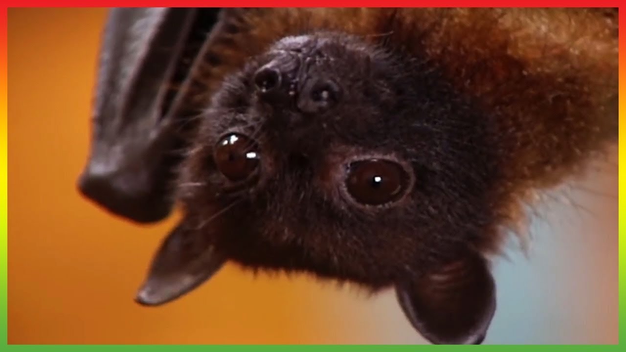 🦆 Zoboomafoo 255 Flying Buddies Animal shows for kids Full