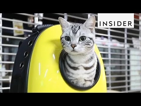 10 Products Every Cat Lover Needs