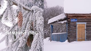 Красота зимнего леса | Winter in Russia