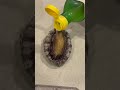 tomikkunet funny crazy seafood video😂😂😂|Tiktok the Best!! #shorts #TikTok