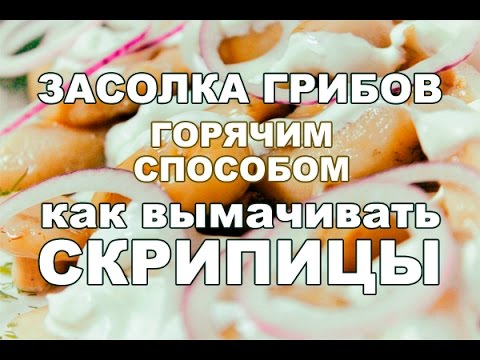 Засолка грибов горячим способом. Как вымачивать скрипицы