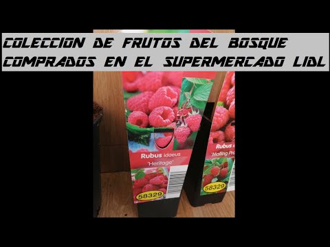 Video: Uvas Del Bosque