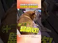 胖柴篡位被阿嬤「機關槍式訓話」　狗孫「生無可戀→嬉皮笑臉」超萌｜TVBS新聞@tvbsnews24live
