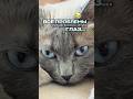 Такой попрошайка он😸пребиотик на такие случаи на вб: #WW294373