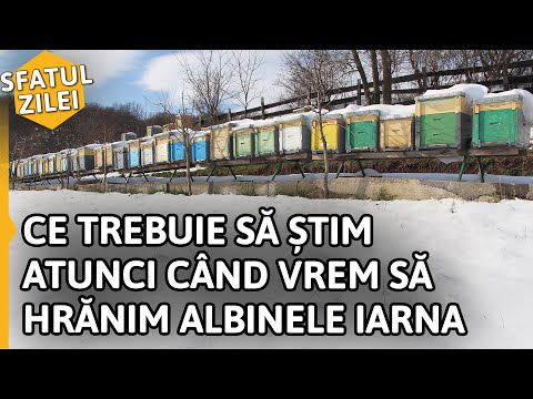 Video: Cum Să Hrăniți Albinele Iarna și Ce