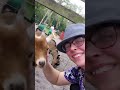 Happy goat happy life goat life #goat #goats #goatfarm #happy #happygoats #happyanimals #happylife