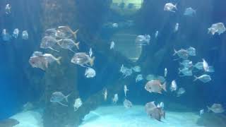 Sea Turtle Exhibit