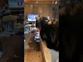 テレビの猫に反応するサクラ