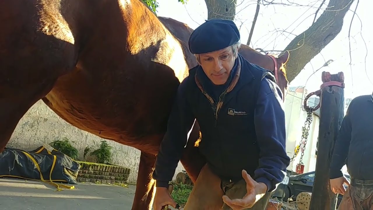 Corrección de talones colapsados en caballo