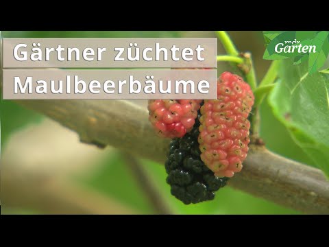 Video: Mulberry - Maulbeere mit leckeren und gesunden Beeren
