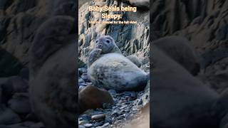 Cute baby seals being sleepy. visit my channel for full video #seals #cute #sleepy