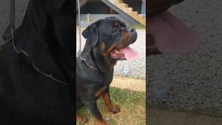 Our New Rottweiler Female Twister ???