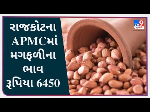 રાજકોટના APMC માં મગફળીના મહત્તમ ભાવ રૂપિયા 6450 રહ્યા, જાણો જુદા-જુદા પાકના ભાવ | Tv9News