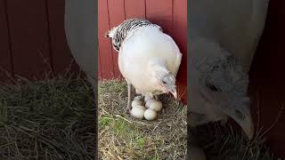 Turkey Laying A Egg!! #animal #family #turkey #egg #farm