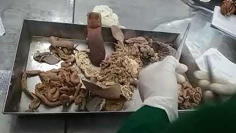 Digestive system of different species of animals including all organ part 2