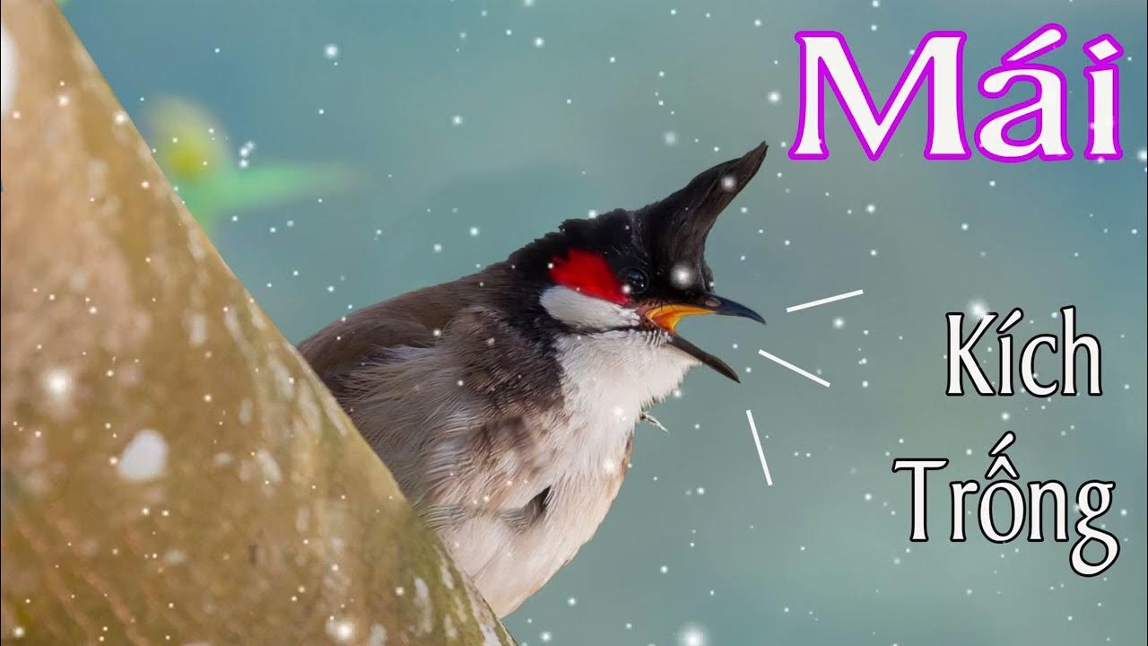 Tiếng Chào Mào Mái Hót Kích Trống Căng Lửa/Âm Thanh Chim Chào Mào Mái Hót  Kích Bổi Mỗi Ngày.Chaomao - Youtube