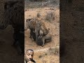 Mamãe hiena e papai cuidando dos filhotes m #animals #hienas