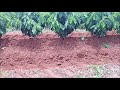 Chegando terra em cafeeiro novo(Fazenda Santa Maria: Lagamar-MG)