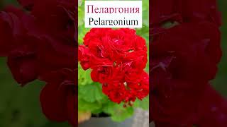 Пеларгония (Pelargonium).💐 #flowerworld #цветы #flowers