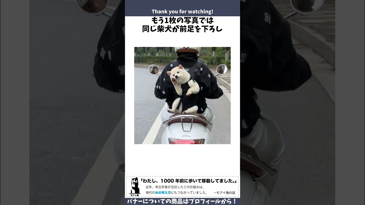 天皇陛下のような挨拶をする柴犬に関するうんちく #雑学