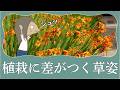 【暑さに強い】剣のような葉を持つ宿根草|クロコスミアの育て方|植物編-118