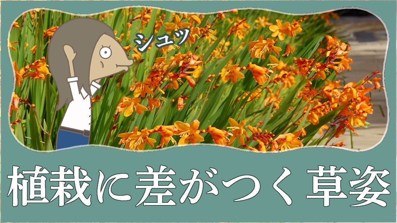 【暑さに強い】剣のような葉を持つ宿根草|クロコスミアの育て方|植物編-118