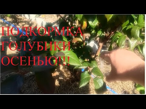 Подкормка голубики осенью! Совет по посадке! Норма внесения удобрений ...