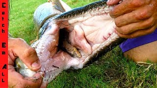 FISH with GIANT TEETH BITES my FRIEND!