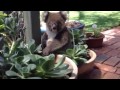 Koala house visitor