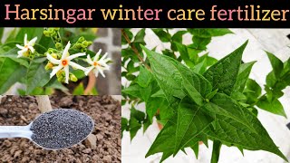 हरसिंगार या पारिजात के गमले में लगे शुभ पौधे की देखभाल, Night Jasmine Winter Care Fertilizer