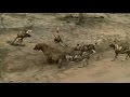 SafariLive Feb 28. Amazing! Black-backed jackal! And a Hyena vs Wild dogs!