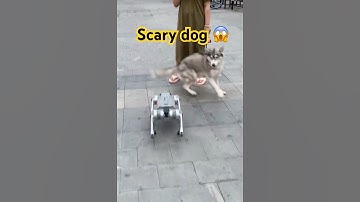 Robot dog meet real dog 🐕 #china #viralvideo #foryou #funny #robotics
