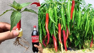 How to growing chilli tree from chilli fruit using Coca-Cola to stimulate more fruit 100%