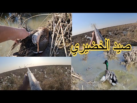ماكو هيج رمي ع الطاير صيد بط الخضيري والحذاف والدجاج فيديو روعه