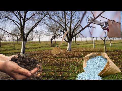 Video: Hedelmäpuut vyöhykkeelle 4: Opi hedelmäpuiden kasvamisesta kylmissä ilmastoissa