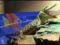 Julia Stiles the Painting Gator &amp; Turtle Cam Skattebo  -A DAY IN THE LIFE - Baby Alligator Habitat