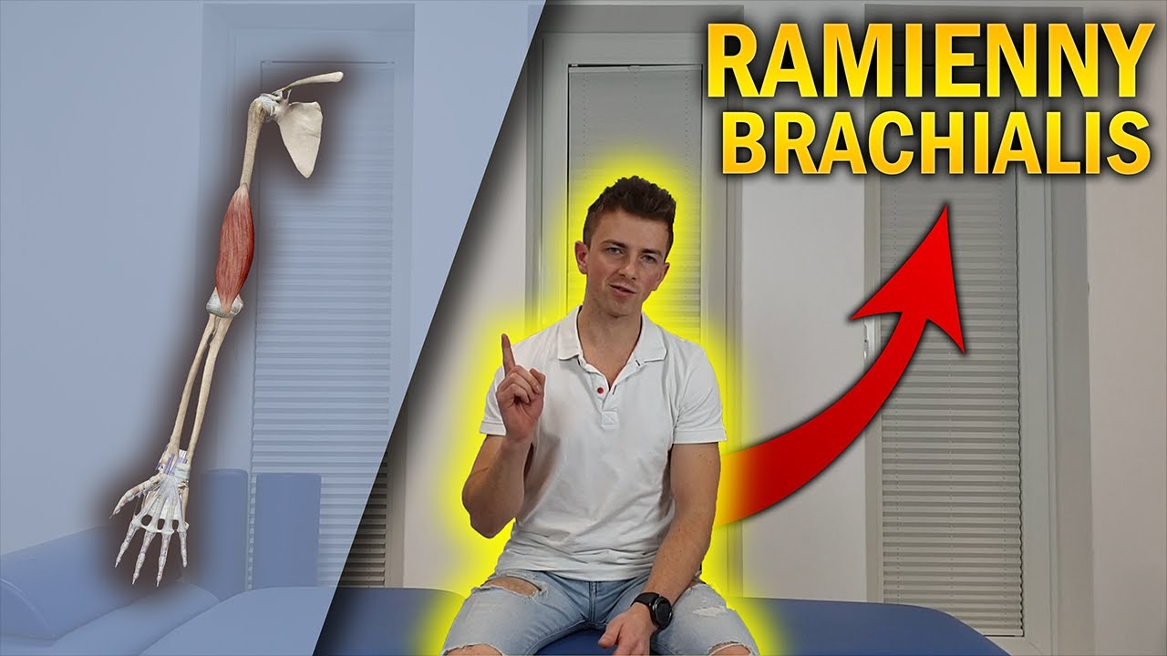 MIĘSIEŃ RAMIENNY | BRACHIALIS | ANATOMIA DLA WSZYSTKICH #4 # ...
