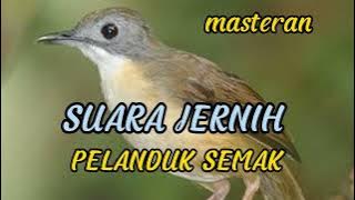 SUARA BURUNG PELANDUK SEMAK DI ALAM LIAR