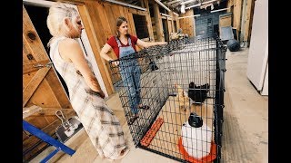 How to break a Broody Hen ~ the Bullet Proof Way How to break a Broody Hen ~ the Bullet Proof Way
